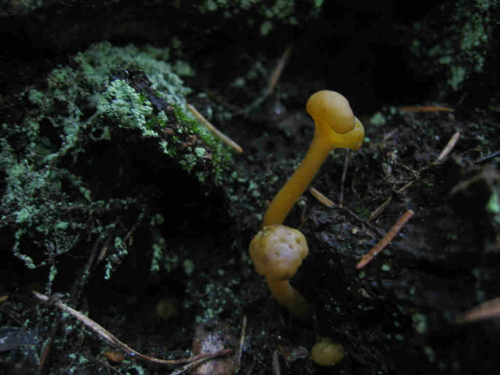 2005 :  Un anno di funghi